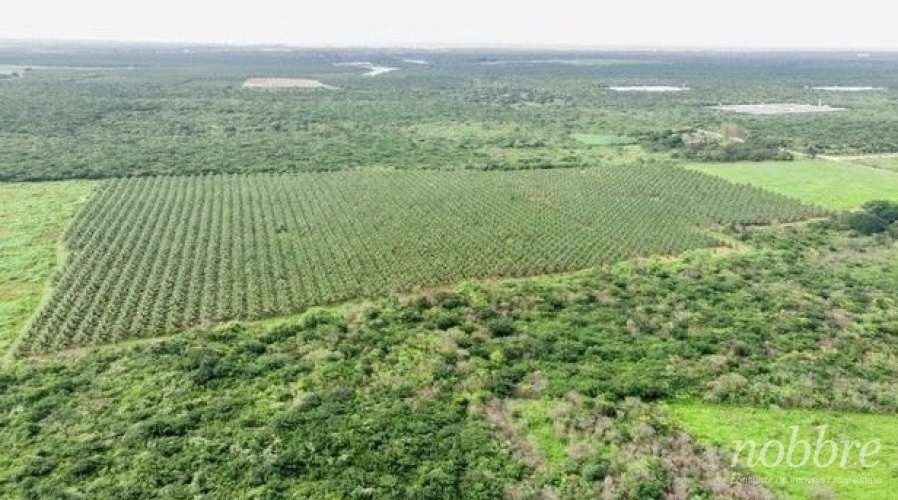 Fazenda com produção: cocos verdes a venda no Ceará - Nordeste.